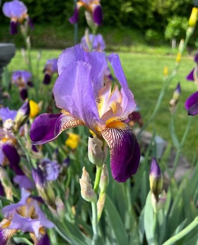 Iris Flowers Purple
