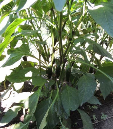 How to Grow Jalapeno Peppers