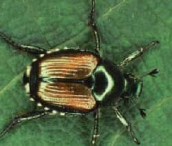 Japanese Beetle