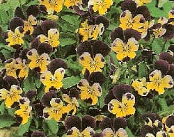 Johnny Jump Up Flowers, How to grow Johnny Jump Up Plants.