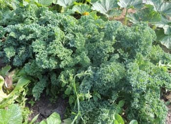 Kale Plant. How to make Kale with Sour Cream recipe. Nutritional value of Kale