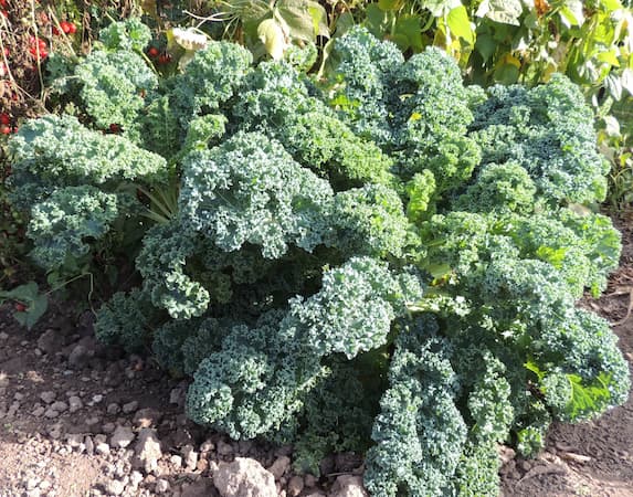 How to Grow Kale Plant. Health benefits of Kale