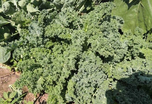 Kale Plants 01