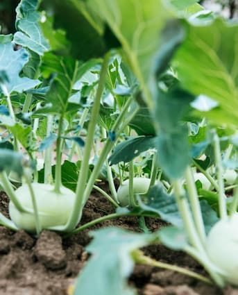 How to grow Kohlrabi, or Rabi.