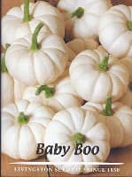 Baby Boo Pumpkin