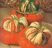 Turban Squash or Gourd