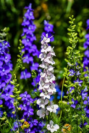 How to grow larkspur flowers, plants, seeds.