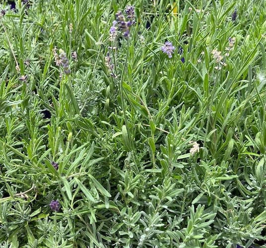Lavendar Herb Plant
