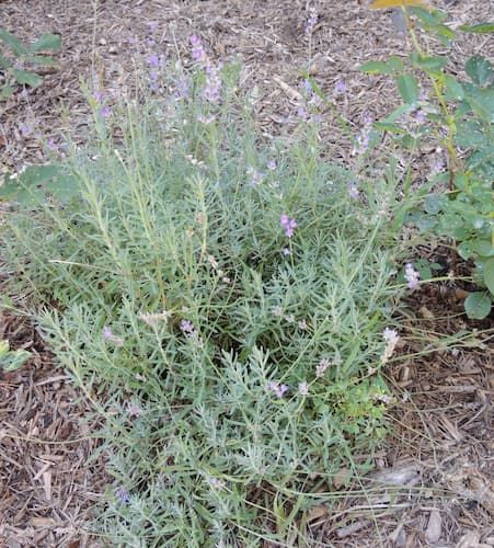 Lavender Herb Plant