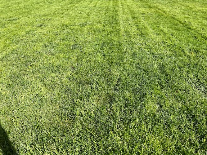 Lawn Grass
