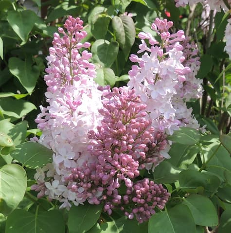 How to Grow a Lilac Bush. Free to Use Lilac pictures, JPEGs
