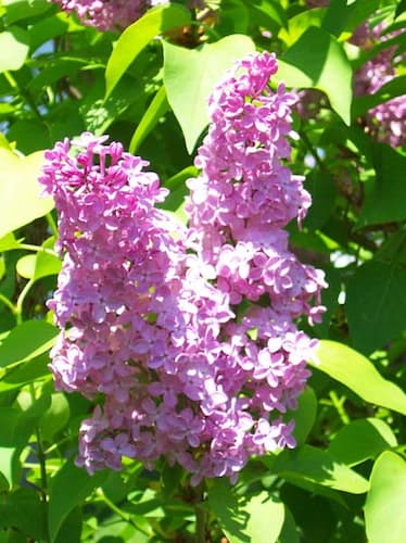 When is the Lilac Festivals