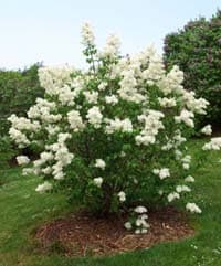 Transplanting Lilacs