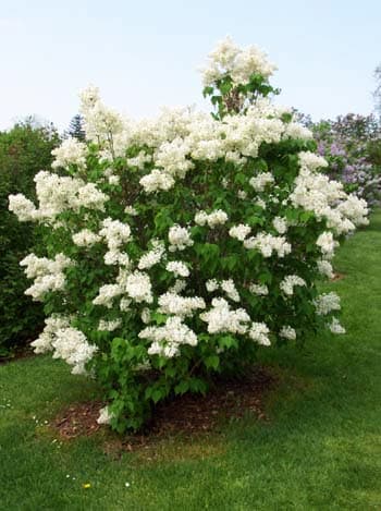Lilac Disease and pest problems. Lilac Bush White 11