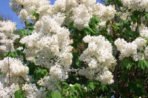 How to grow a lilac bush. White Lilacs, Lilac Pictures