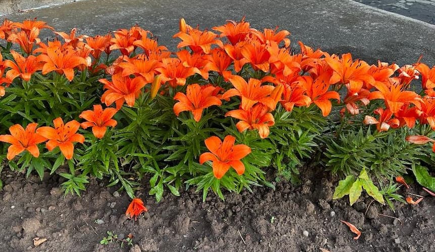 Lilies. How to grow bulbs, growing bulbs