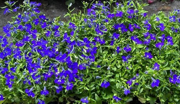 Lobelia Flowers