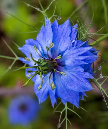 How to Grow Love-in-a-Mist flowers plants.