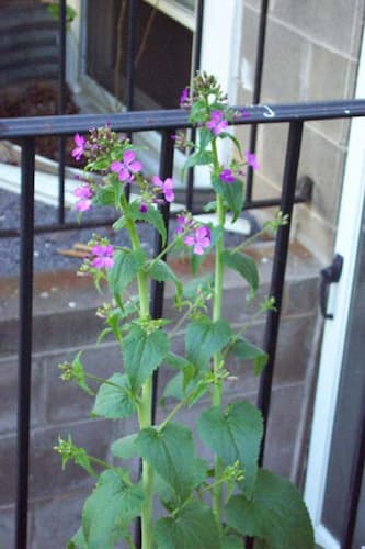Lunaria Flower Plant