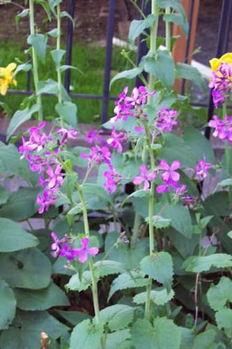 Lunaria Flowers 02