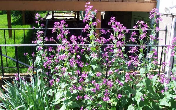 Lunaria Flower Plant 04