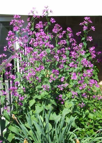 Lunaria Flower Plant. How to Grow Money Plants.