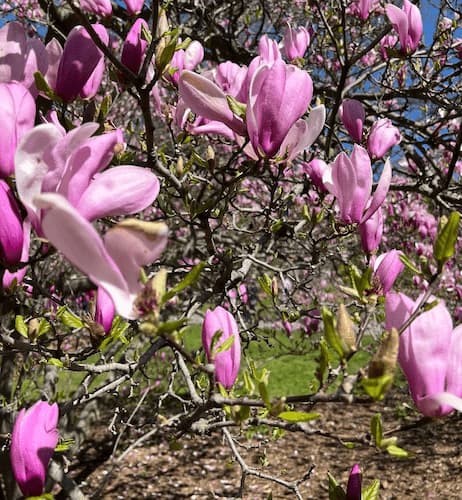 Growing Magnolia Trees