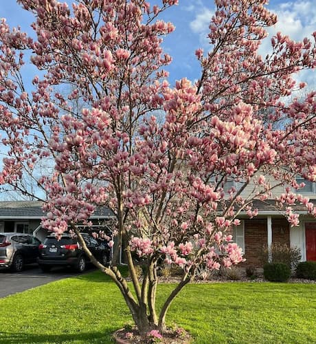 Magnolia Tree Flowers