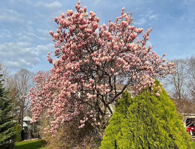 How to Grow Magnolia Trees