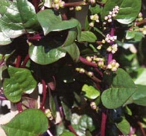 How to Grow Malabar Climbing Spinach Flowers, Vine Plant.