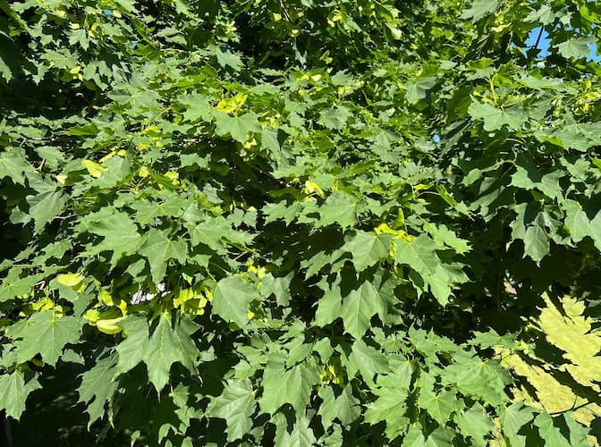 Maple Tree Leaves