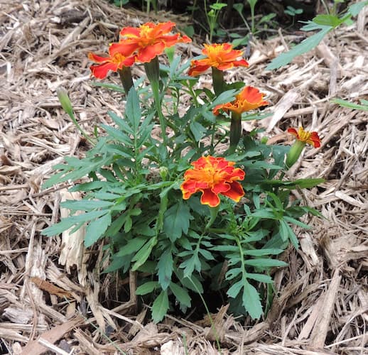 How to Grow Marigold Flower Plant