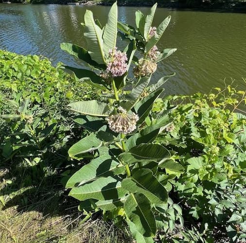 Milkweed Perennial