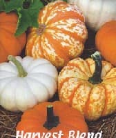 Miniature Pumpkins