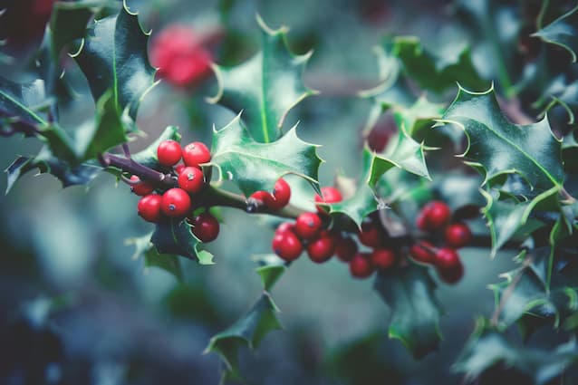 How to Grow Mistletoe Plant
