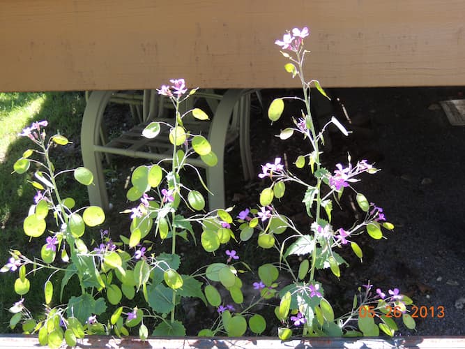 Money Plant
