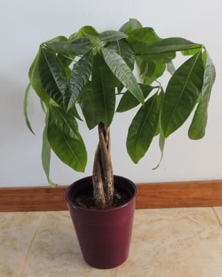 Money Tree Houseplant Leaf Drop Cause of leaf drop