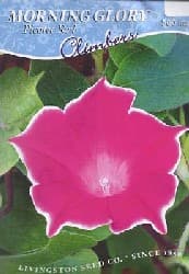Morning Glory Picotee