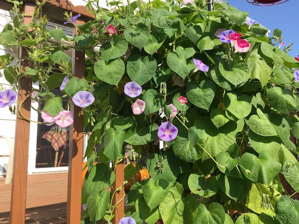 Morning Glories Plant