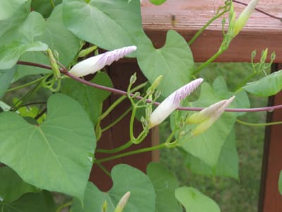 Morning Glory Flower Buds