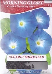 Morning Glory Clark