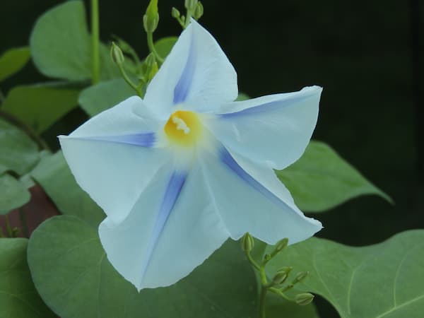 Morning Glory Flower