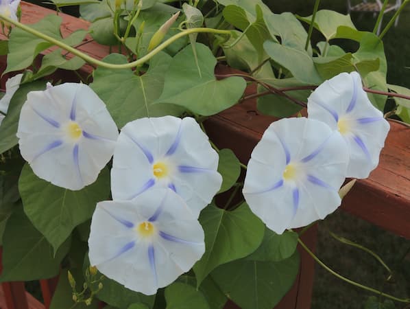 How to Grow Morning Glory Flower Vine