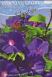 Morning Glory Grandpa Ott