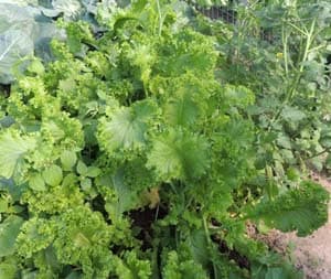 Mustard Greens Seeds. How to grow mustard greens plants