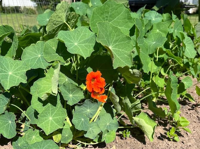 Nasturtium Flowers