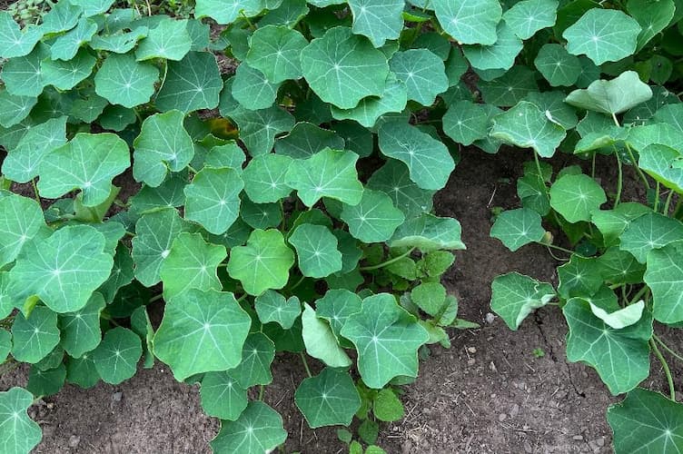 How to Grow Nasturtium Flower Plant
