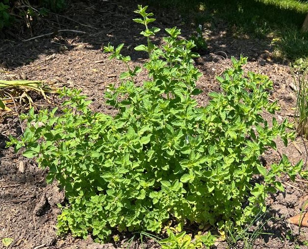 How to Grow Oregano Herb Garden Plant, home gardening tips.