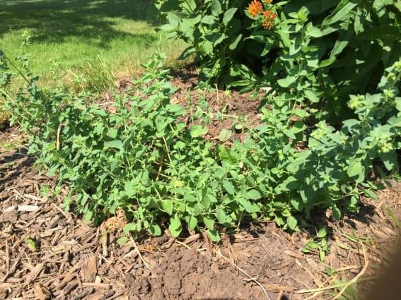 Italian Oregano Herb Plant. How to make herb wine sauce