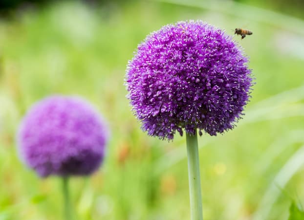 How to Grow Ornamental Allium flower